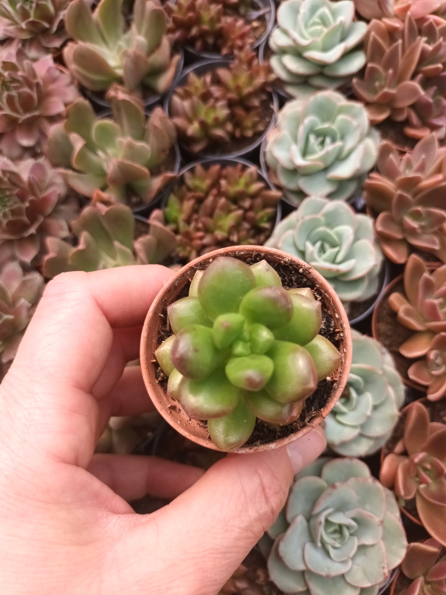 Sedum Lucidum Obesum