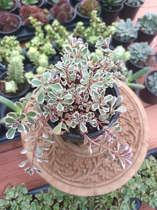 Sedum Spurius Tricolor