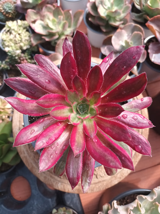 Aeonium Black Magic variegata