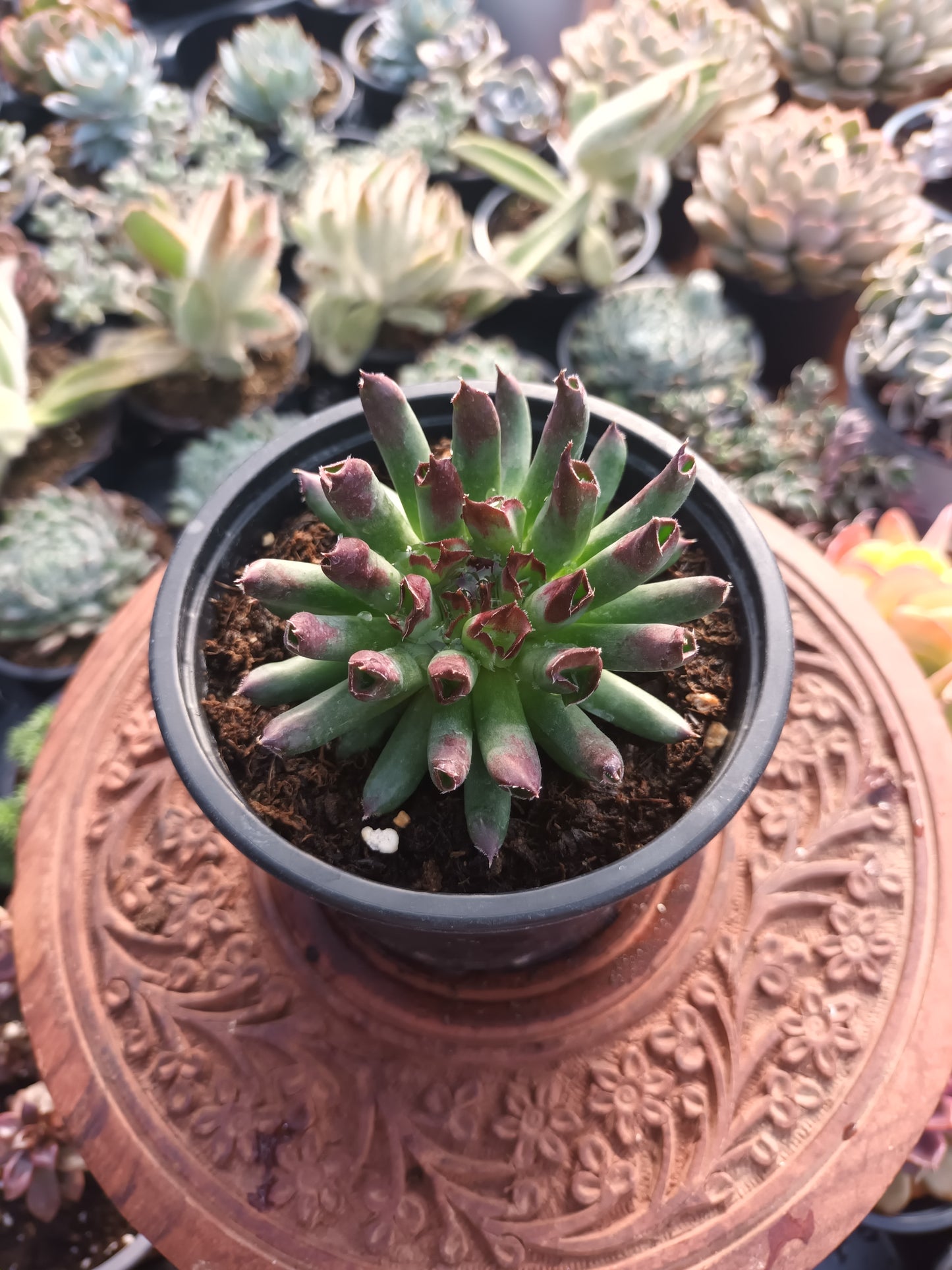 Sempervivum Oddity