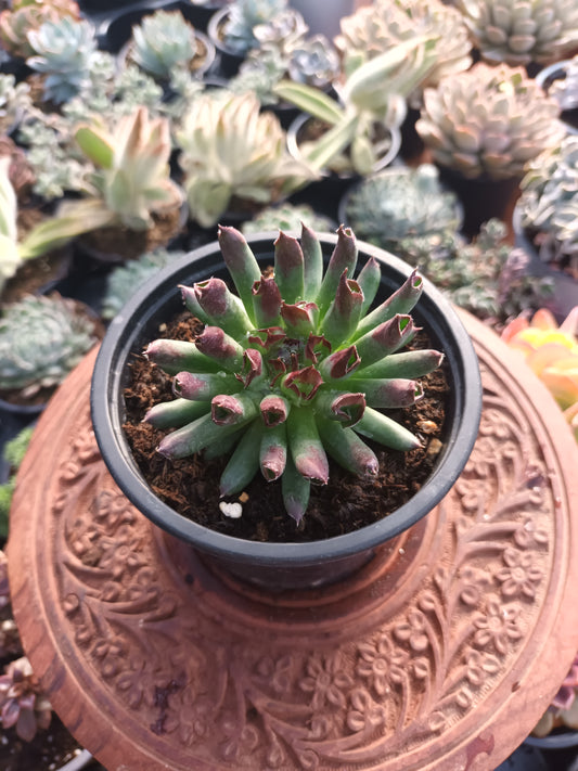 Sempervivum Oddity