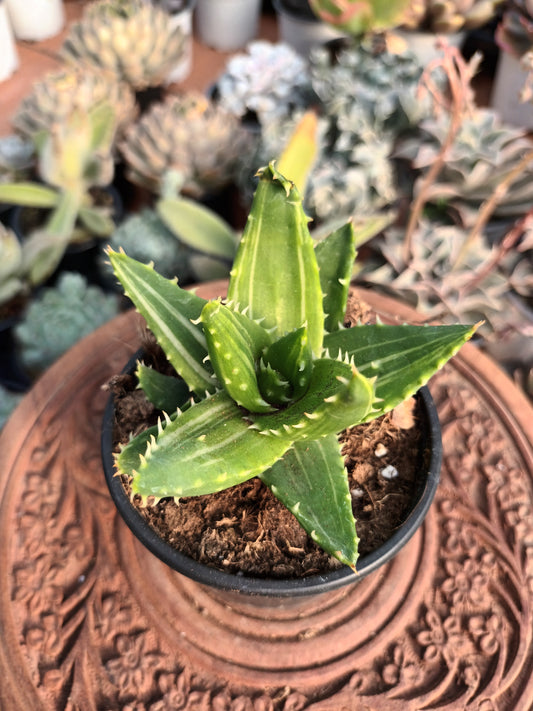 Aloe Mitriformis variegata