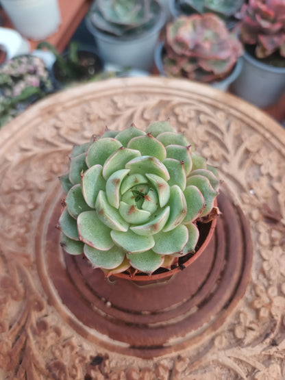 Echeveria Ben Badis