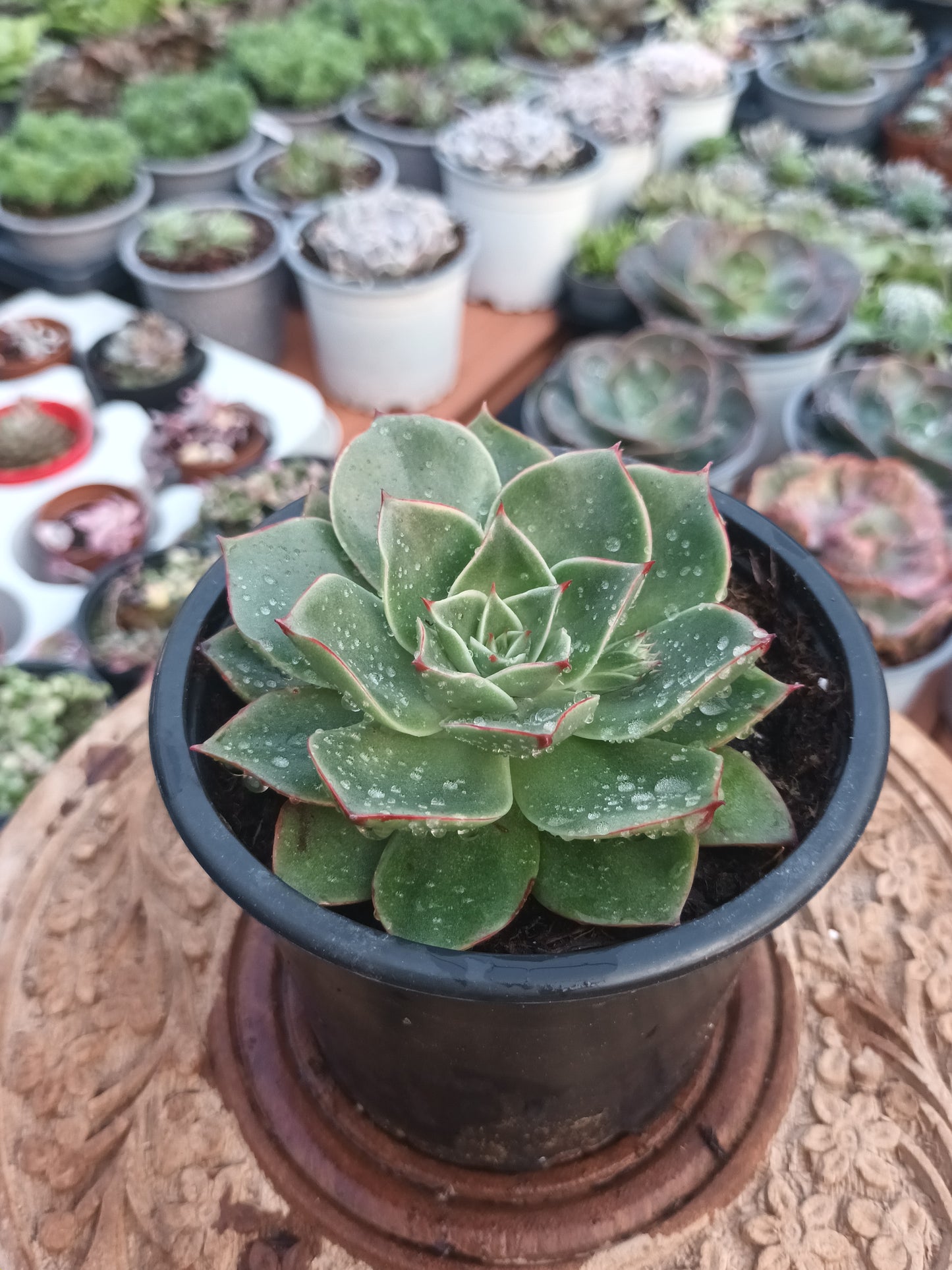 Echeveria longissima var. brachyantha