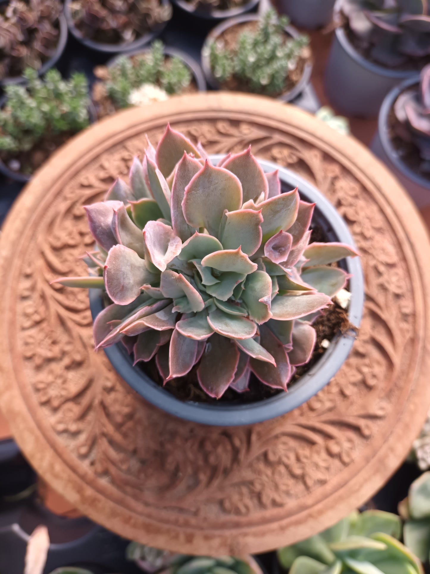 Echeveria Pink trumpet cristata