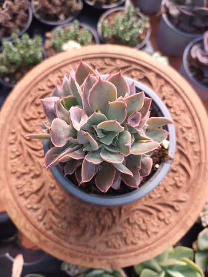 Echeveria Pink trumpet cristata