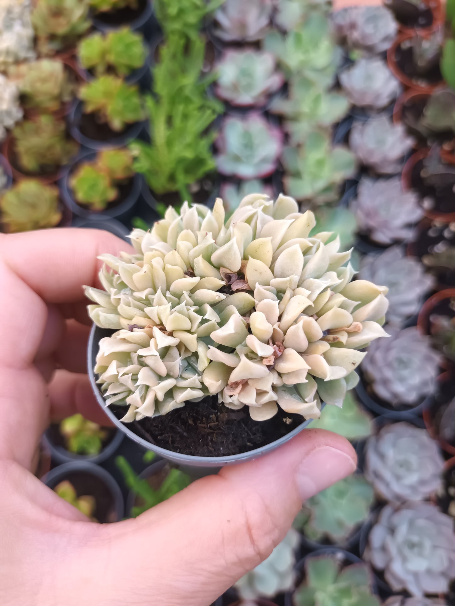 Echeveria runyonii spider cristata
