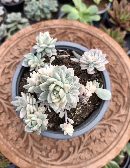 Echeveria prolífica variegata