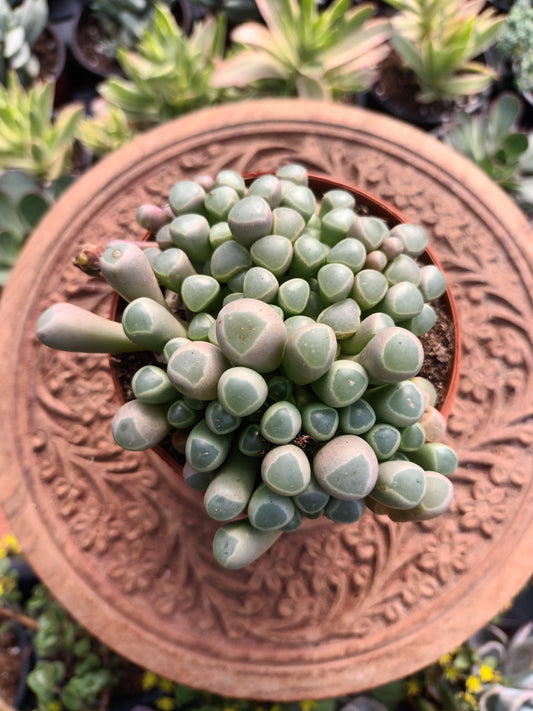 Fenestraria aurantiaca