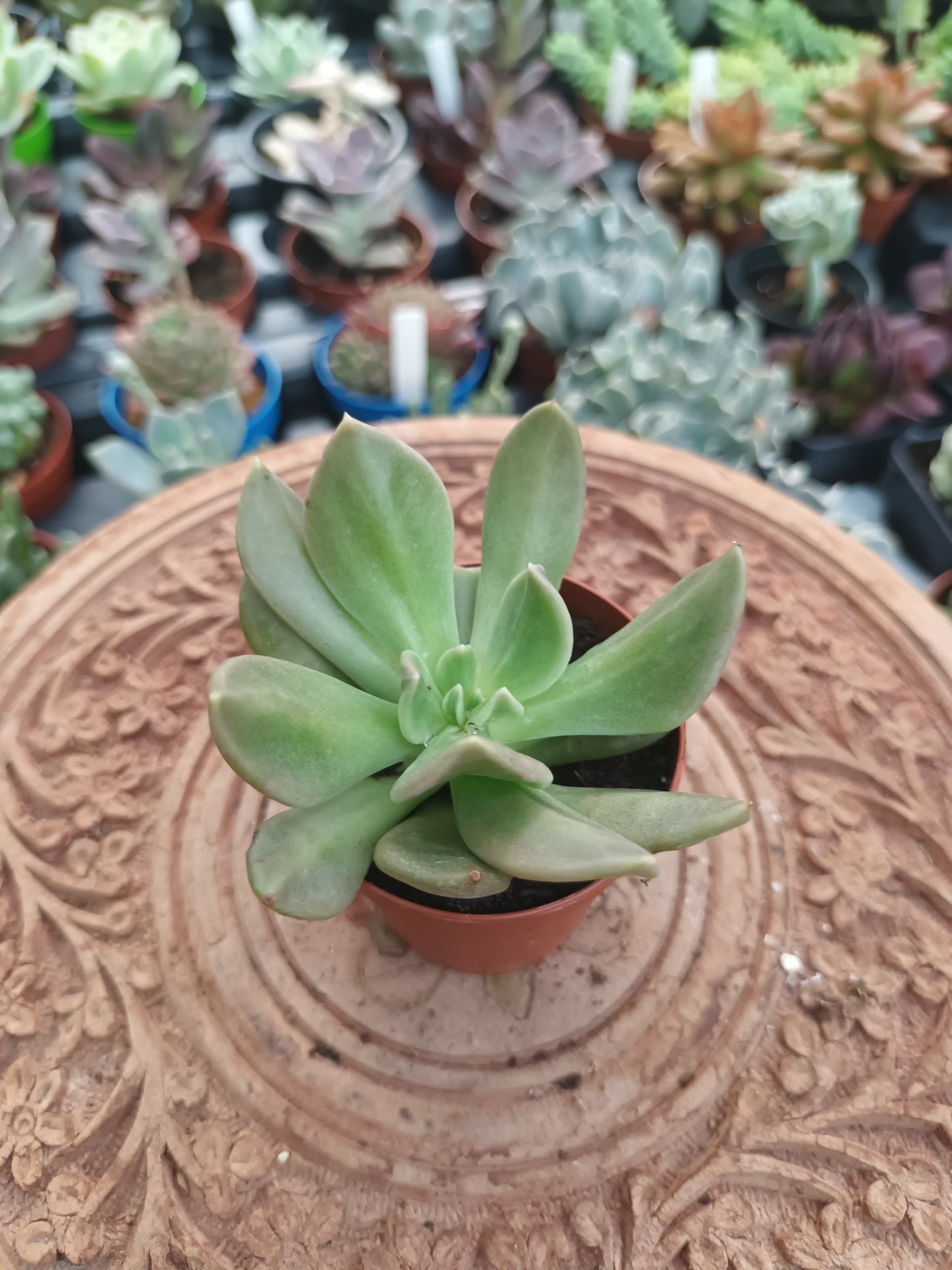 Echeveria Curve