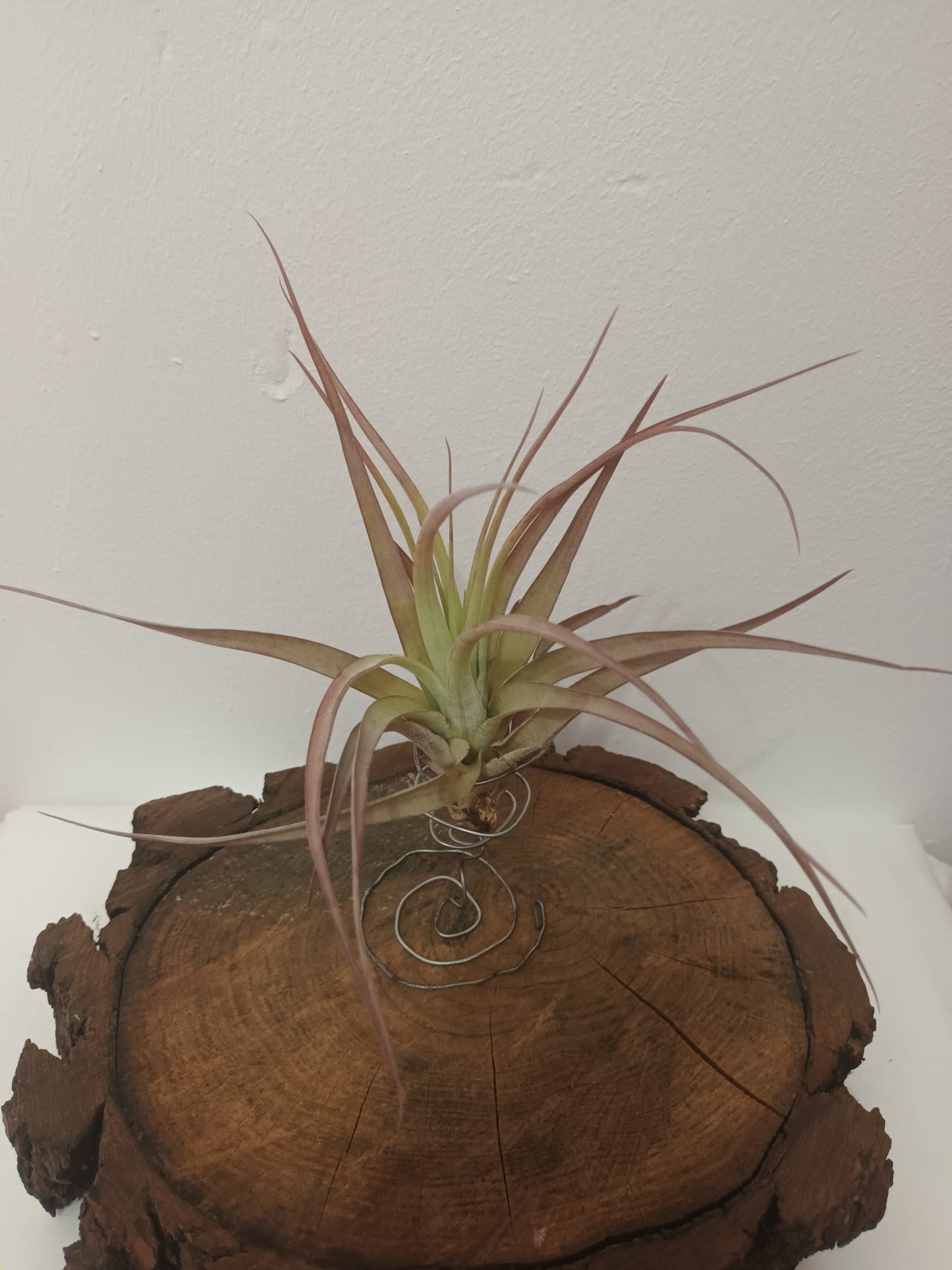 Tillandsia brachycaulos var.brachycaulos M
