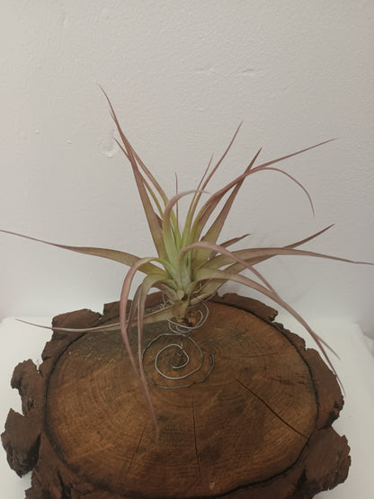 Tillandsia brachycaulos var.brachycaulos M