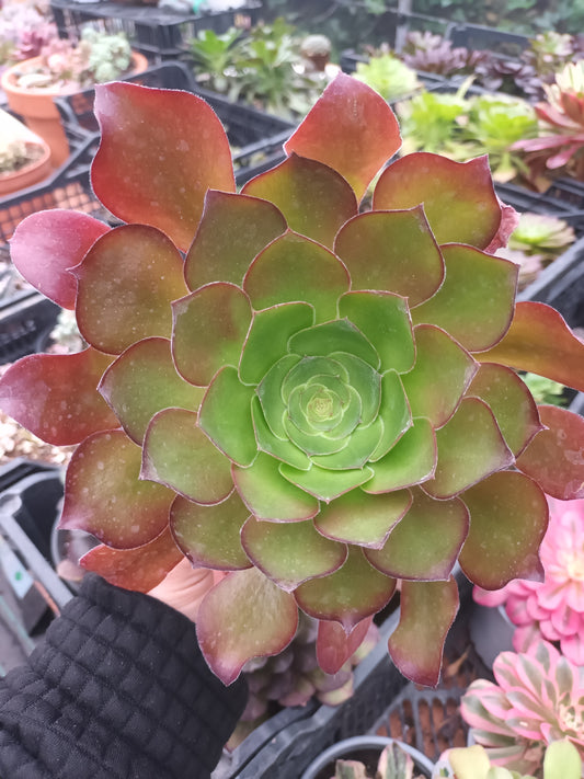 Aeonium Pomegranate