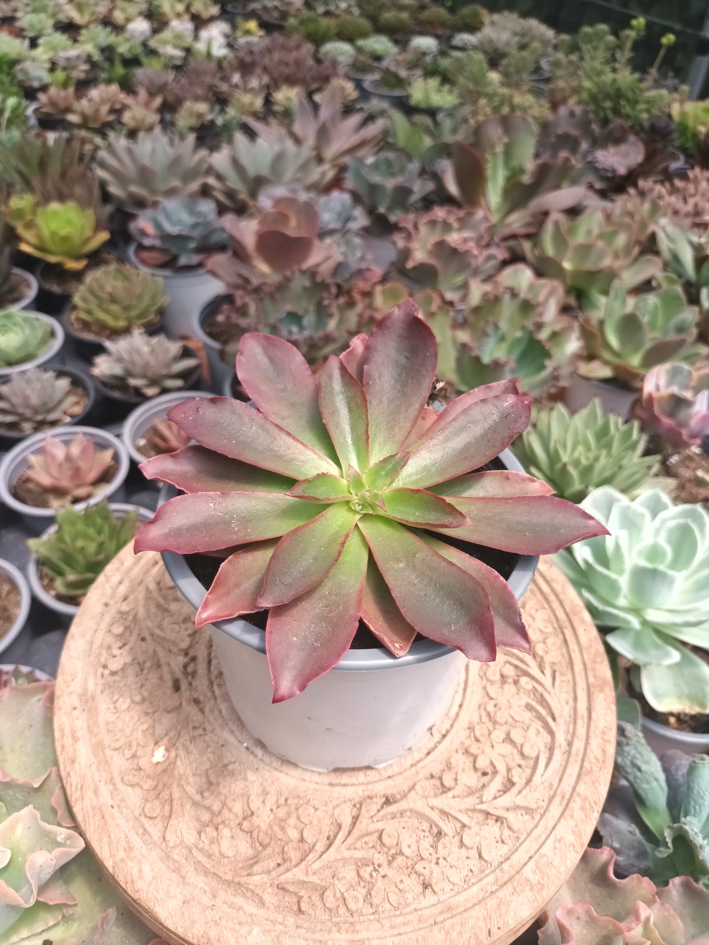 Echeveria racemosa minas