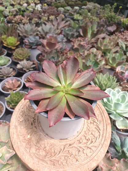 Echeveria racemosa minas