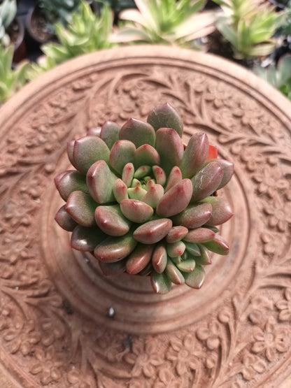 Echeveria vienna
