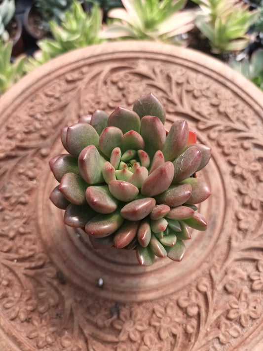 Echeveria vienna