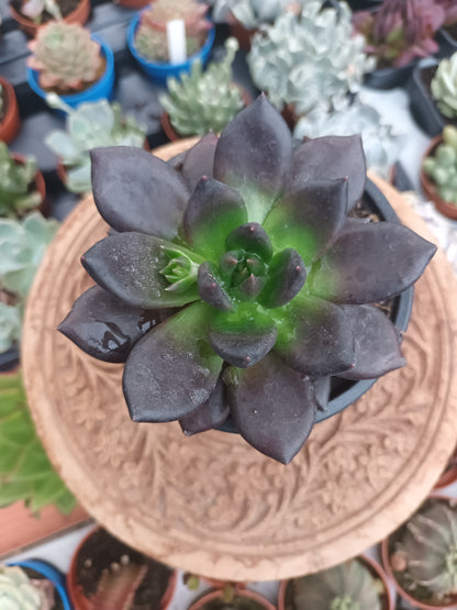 Echeveria Gótica