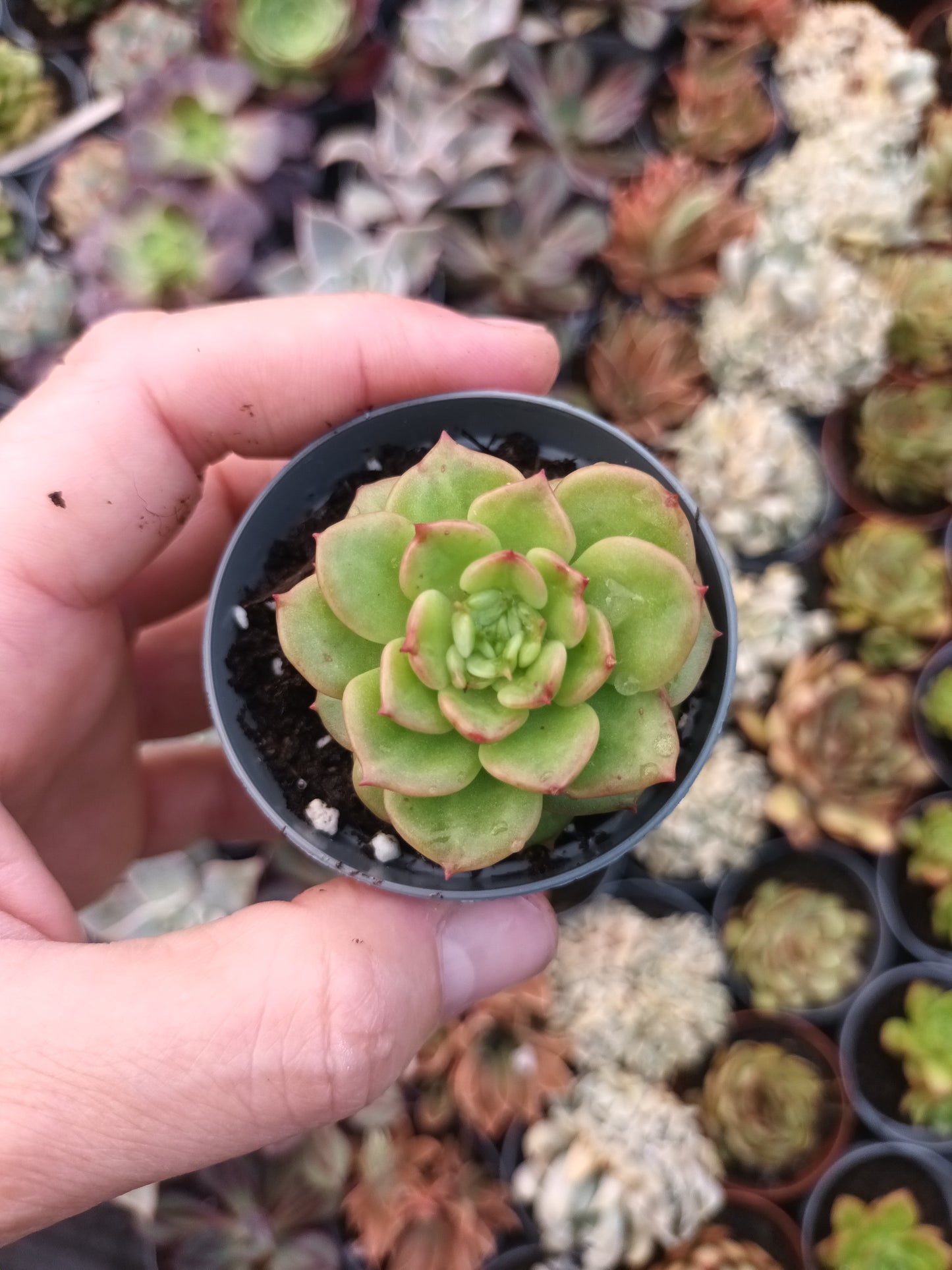 Sedeveria 'Rolly'