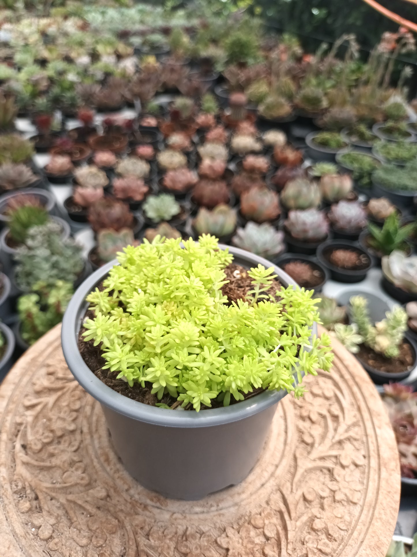 Sedum japonicum Tokio Sun