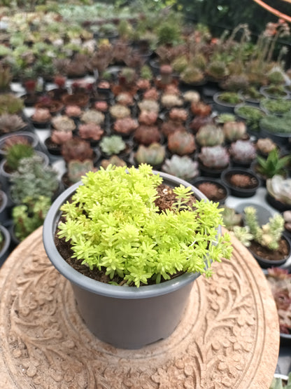 Sedum japonicum Tokio Sun