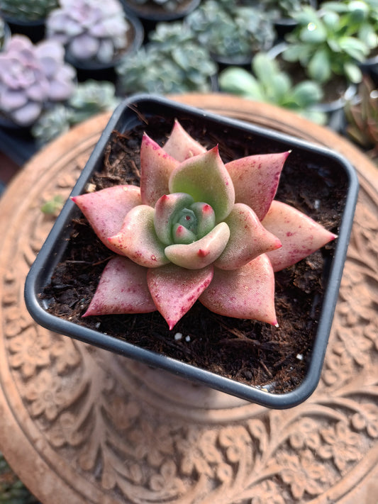 Echeveria agavoides 'Romeo'