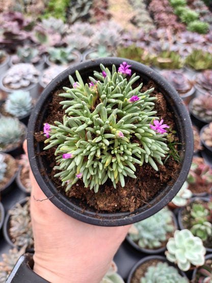 Delosperma Sphalmanthoides