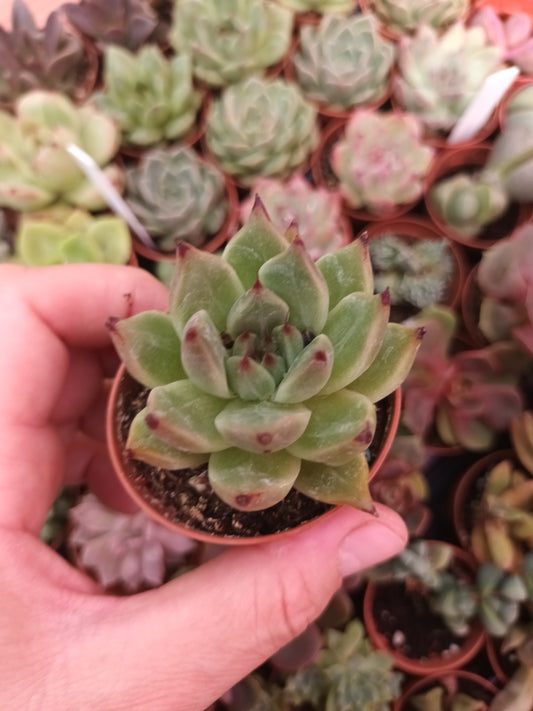 Echeveria cuspidata x ebony