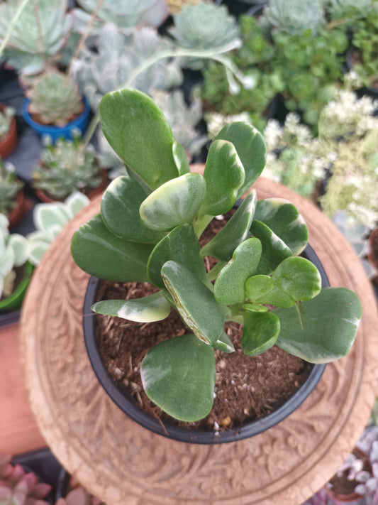 Senecio jacobsenii variegata