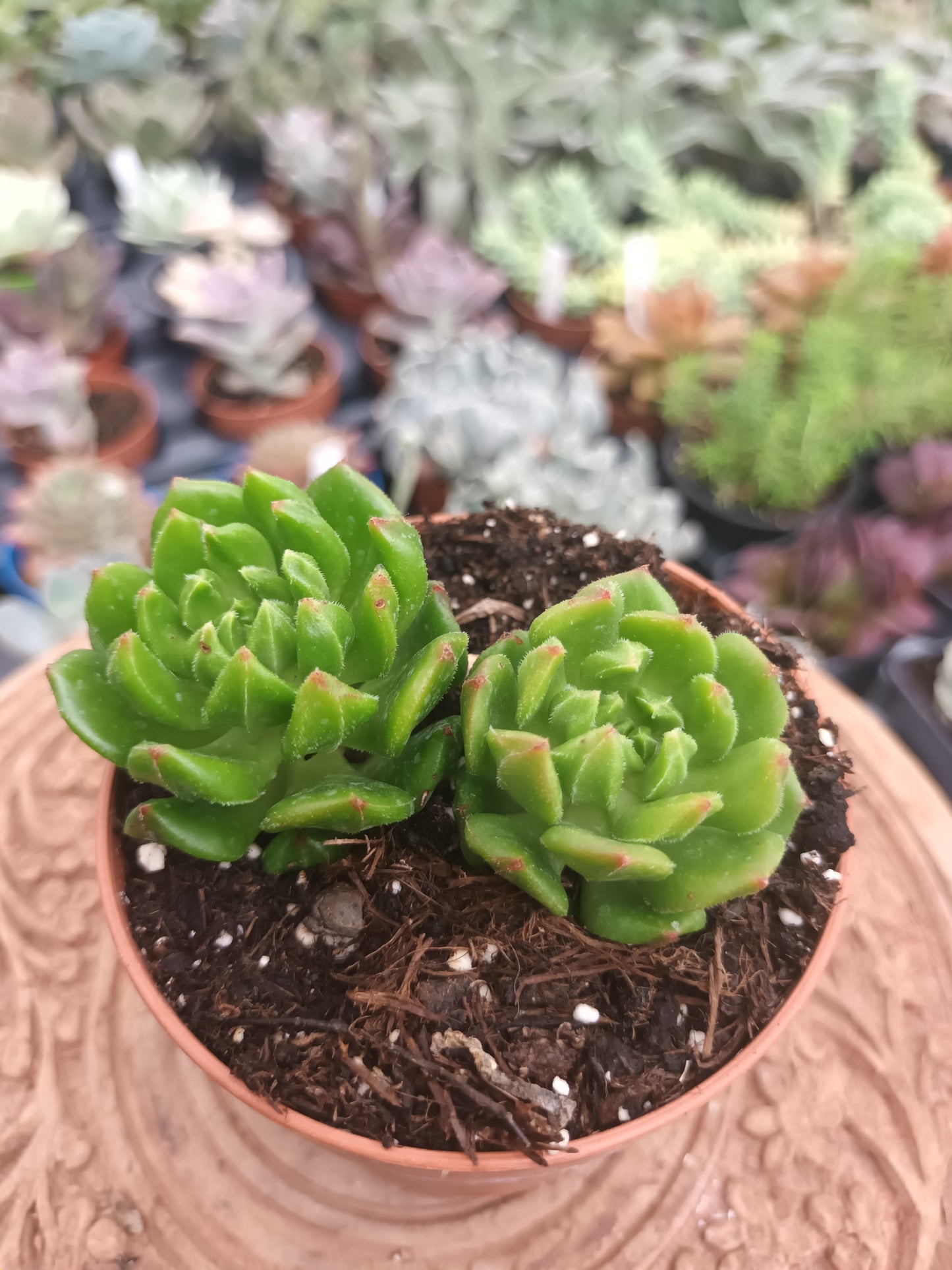Echeveria red latern