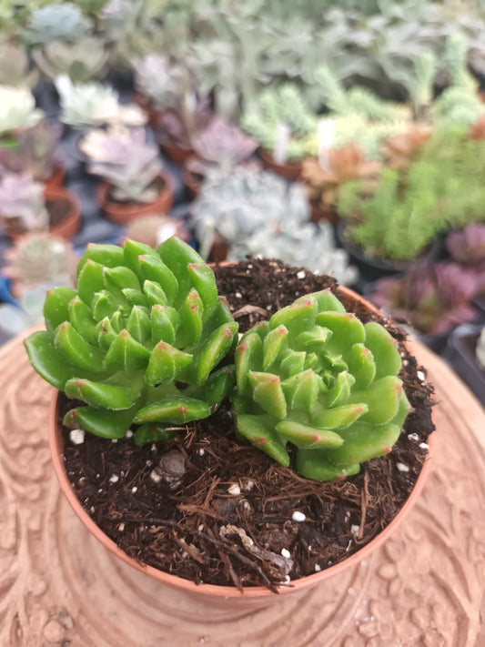 Echeveria red latern