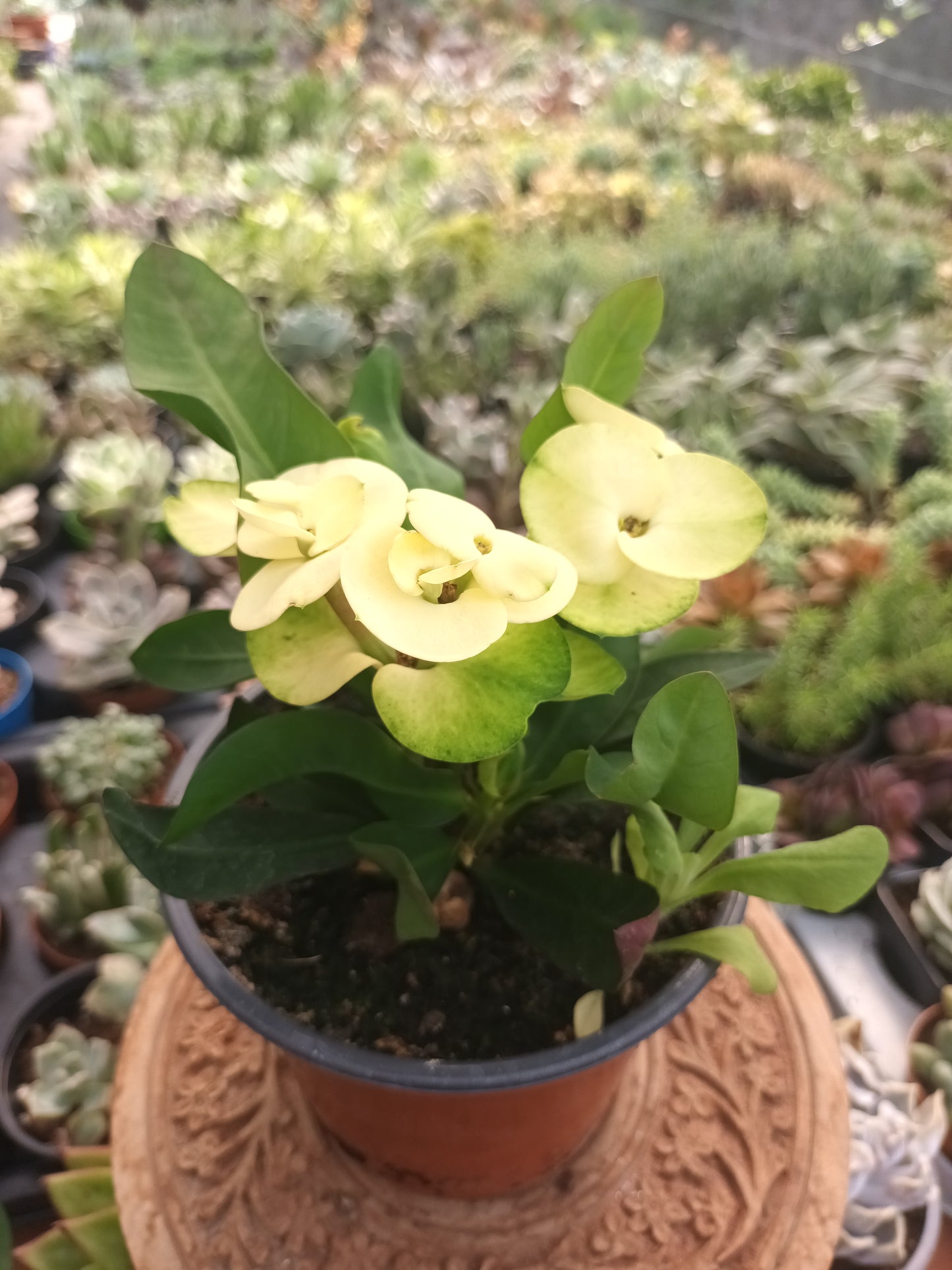 Euphorbia milii flor amarilla