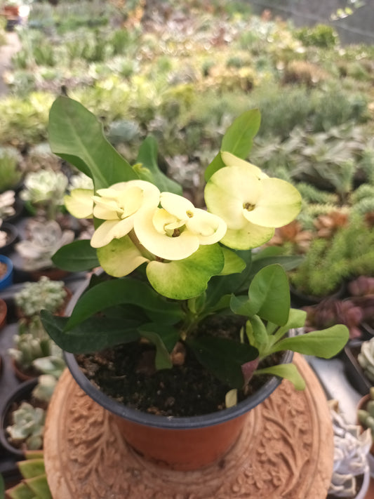 Euphorbia milii flor amarilla