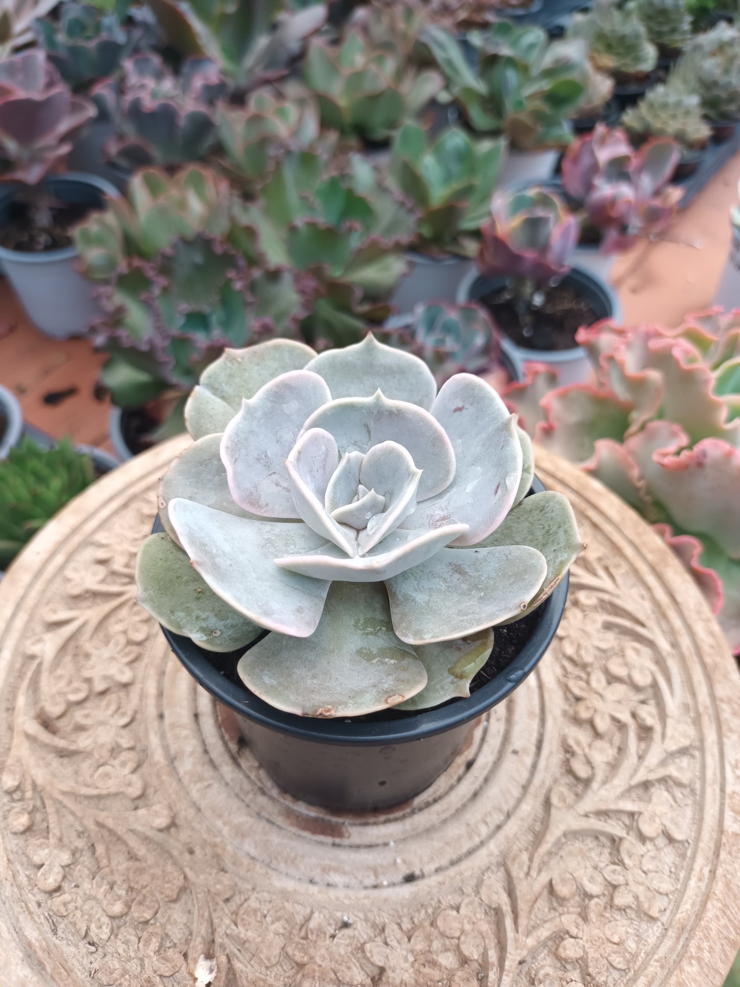 Echeveria pollux