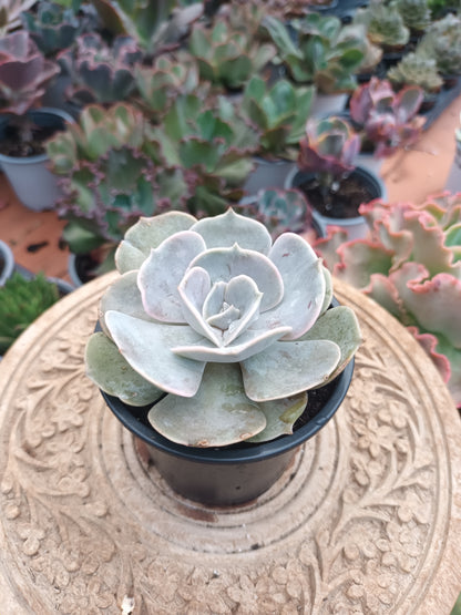 Echeveria pollux