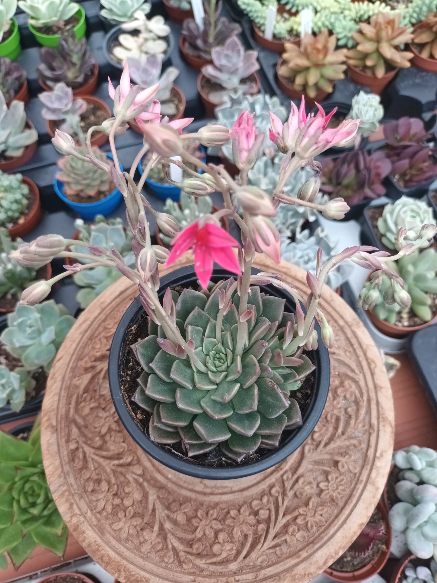 Graptopetalum bellum
