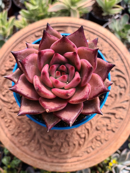 Echeveria agavoides 'Romeo'
