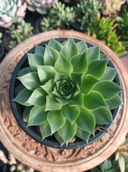 Sempervivum 'Orange Glow'