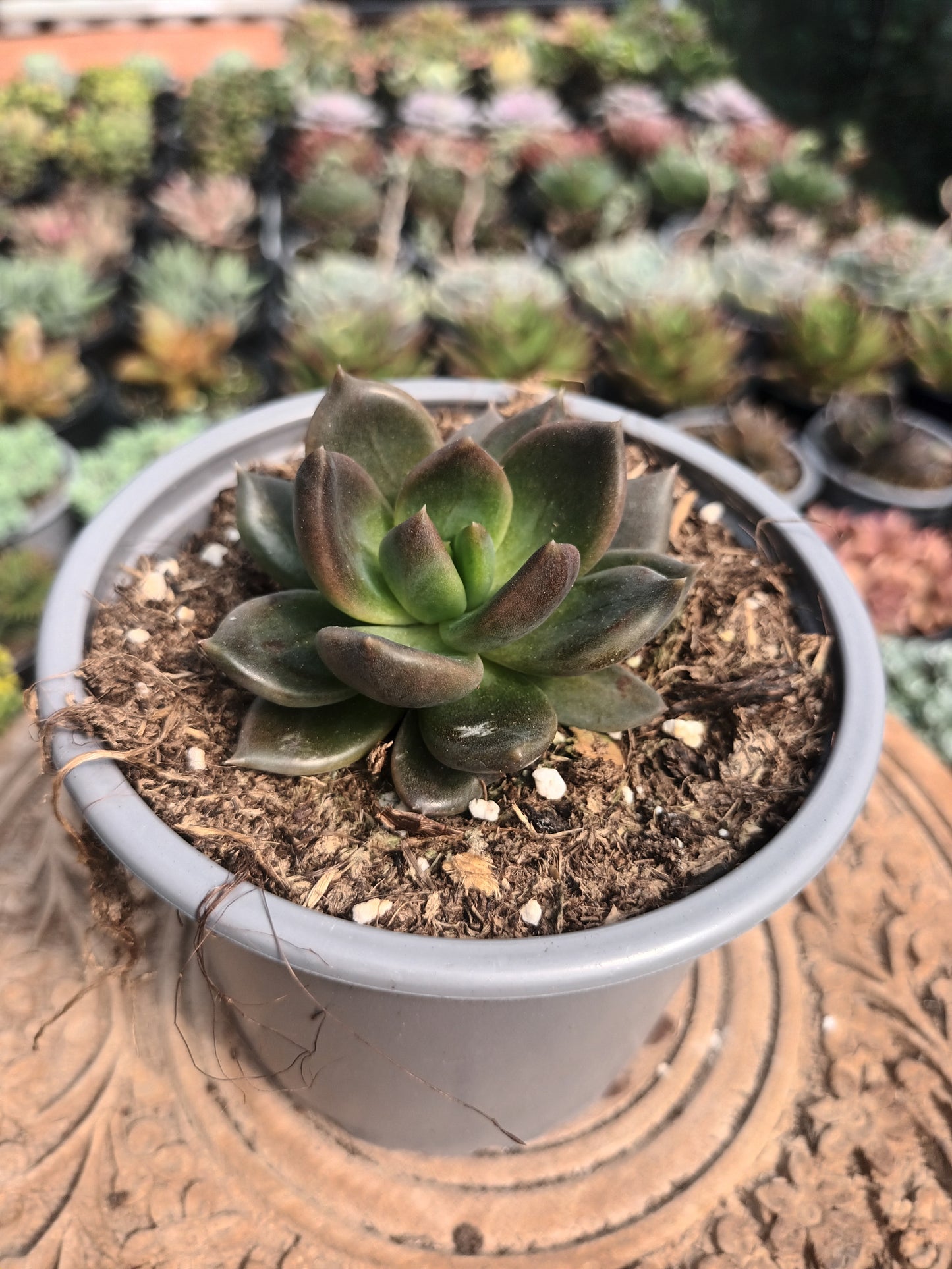 Echeveria Mamba