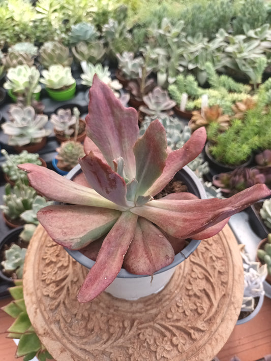 Echeveria Diamond State Monstruosa