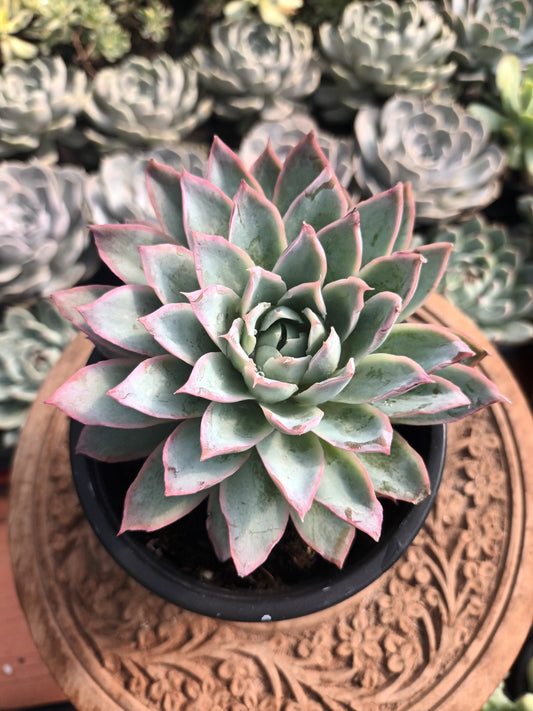 Echeveria 'Boeil Rose'
