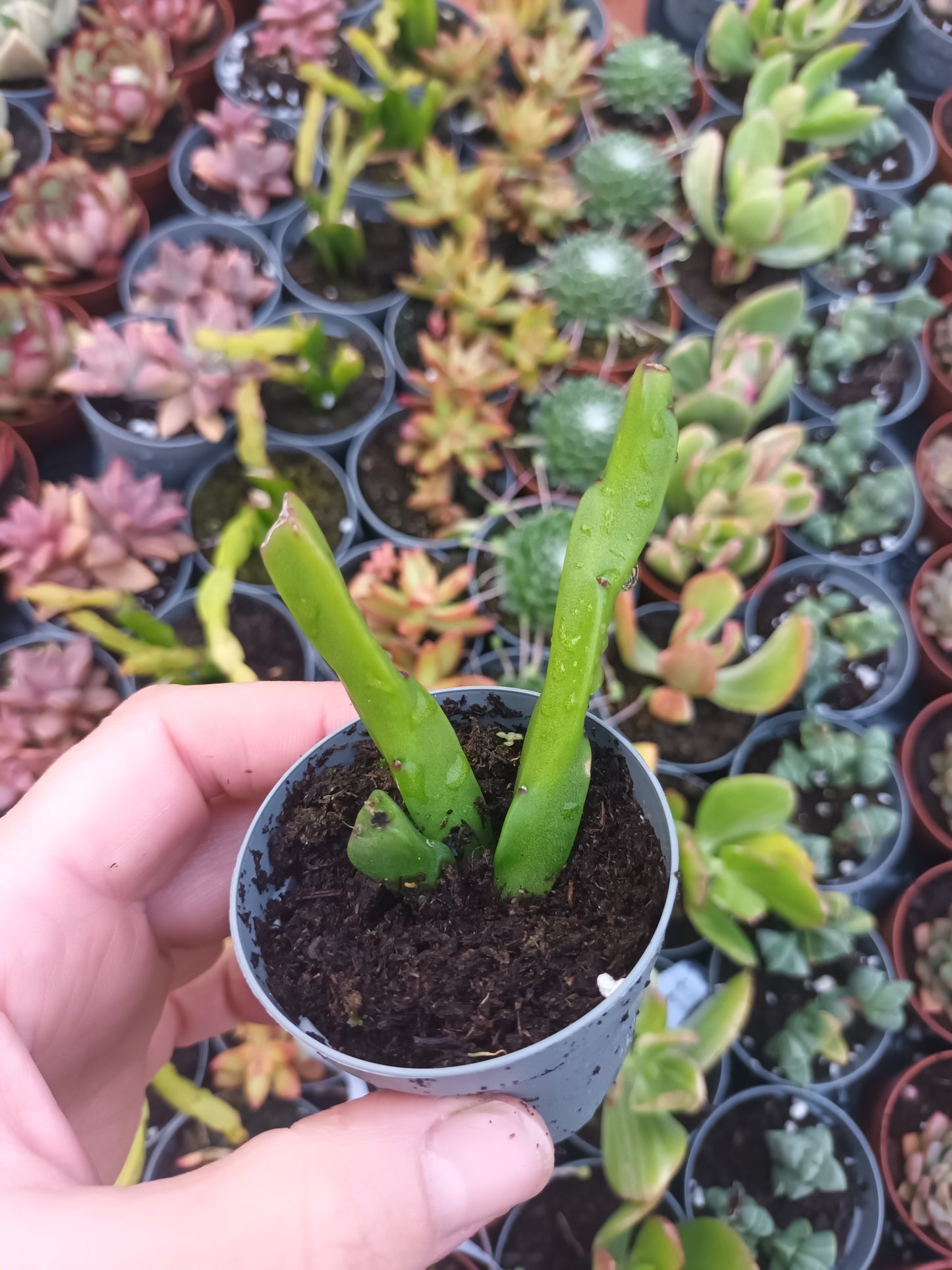 Rhipsalis paradoxa