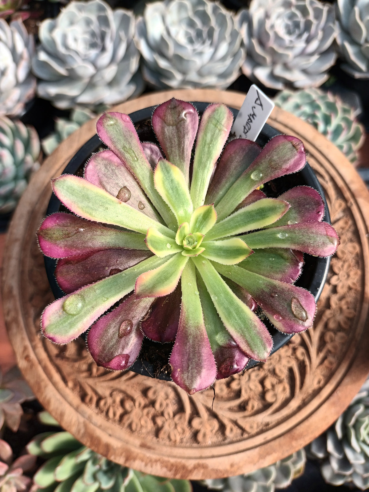 Aeonium Mardi Grass