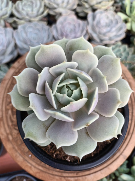 Echeveria Lola