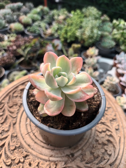 Graptoveria Fantome Variegata