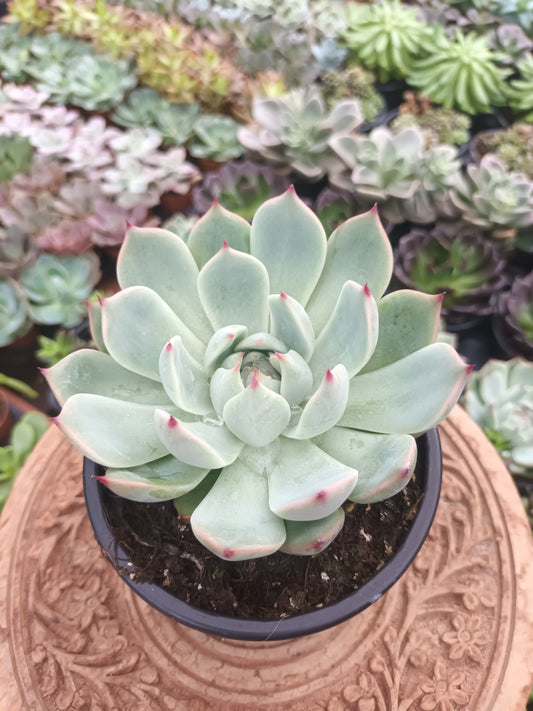 Echeveria chihuahuensis