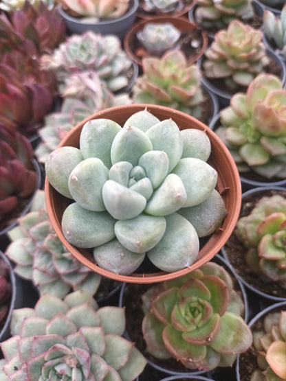 Echeveria albicans x tolimanensis