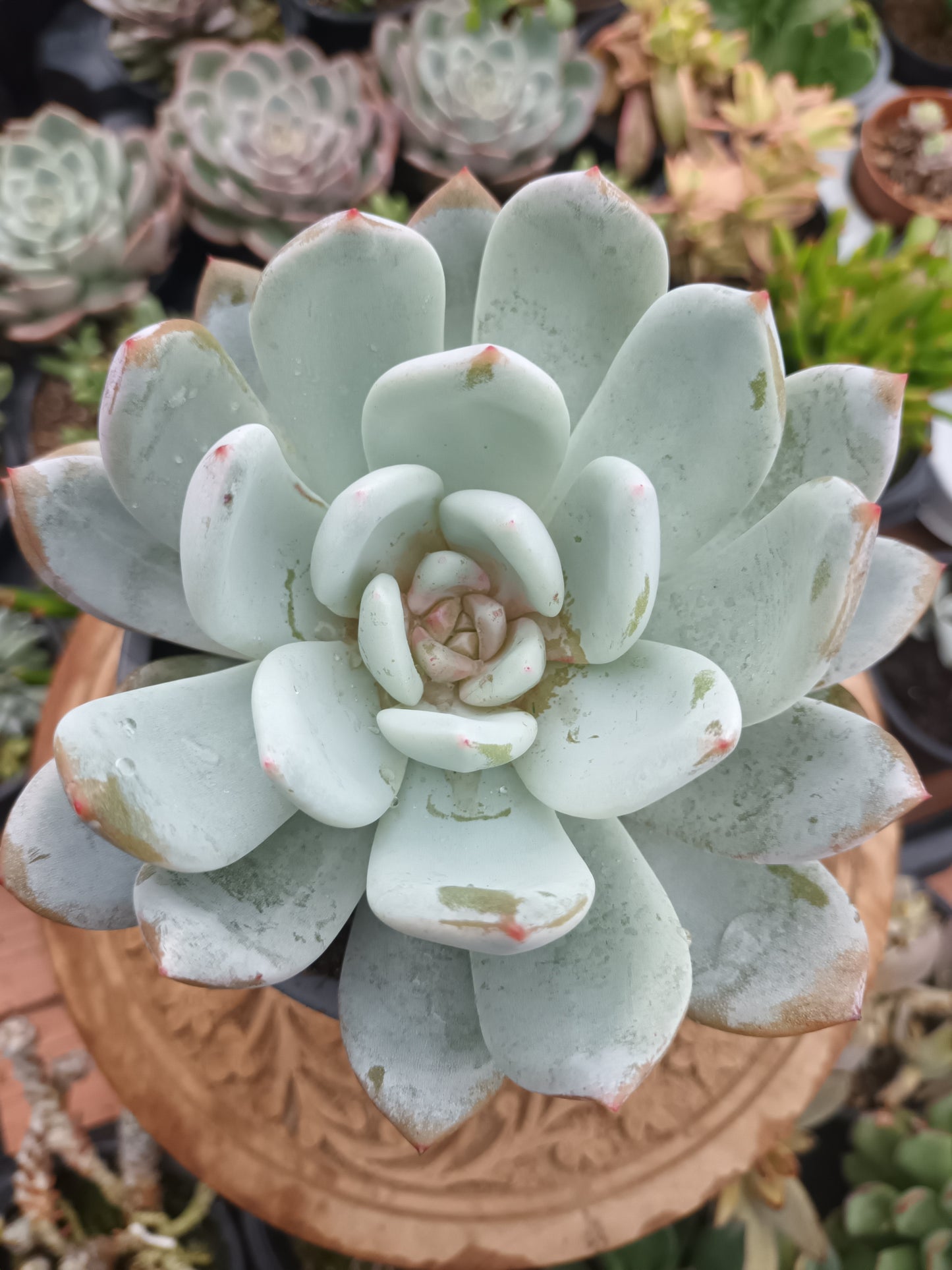 Echeveria Snow Angel