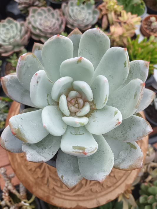 Echeveria Snow Angel