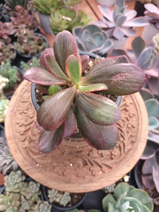 Crassula ovata hummel's sunset variegata